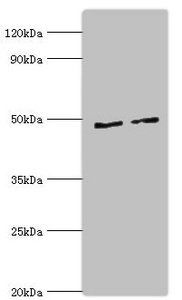 CTBP1 antibody