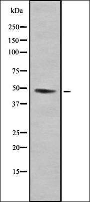 CtBP2 antibody