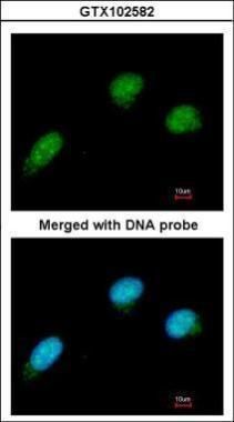 CtBP2 Rabbit Polyclonal Antibody