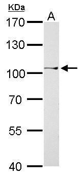 CtBP2 Rabbit Polyclonal Antibody