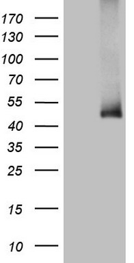 CTDSP2 antibody