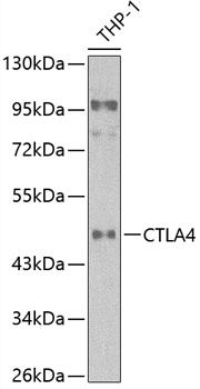 CTLA4 antibody