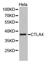 CTLA4 antibody