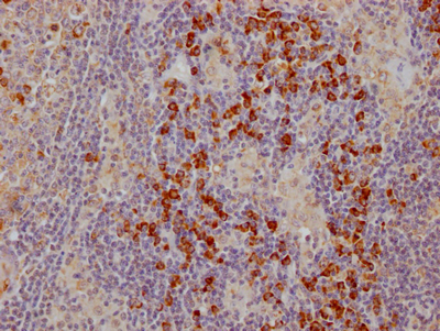 CTLA4 antibody