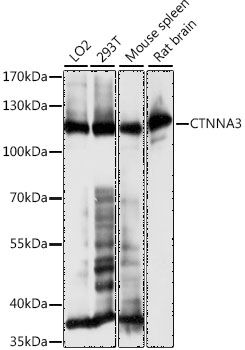 CTNNA3 antibody