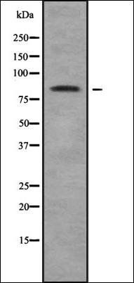 CTNNAL1 antibody