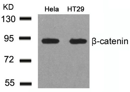CTNNB1 (Ab-41/45) antibody