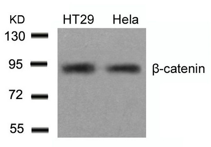CTNNB1 (Ab-654) antibody