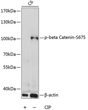 CTNNB1 (Phospho-S675) antibody
