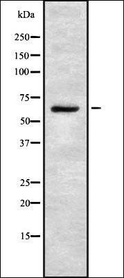 CTNNBL1 antibody