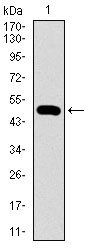CTNNBL1 Antibody