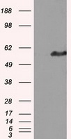 CTNND1 antibody