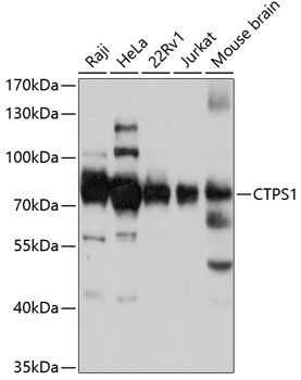 CTPS1 antibody