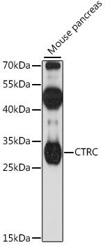 CTRC antibody