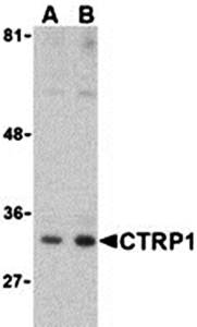 CTRP1 Antibody