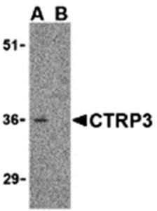 CTRP3 Antibody