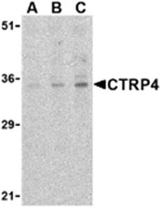 CTRP4 Antibody