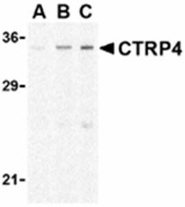 CTRP4 Antibody