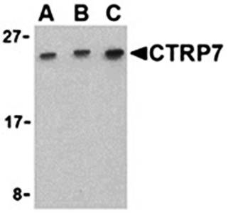 CTRP7 Antibody