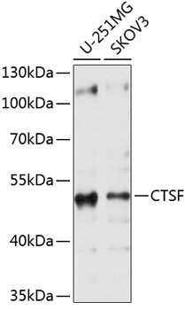 CTSF antibody