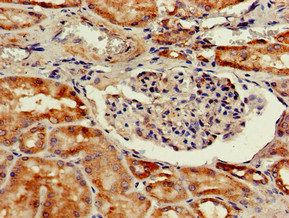 CTSH Antibody