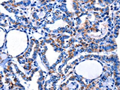 CTSH Antibody