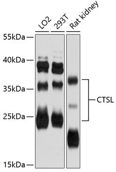 CTSL antibody