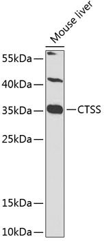 CTSS antibody