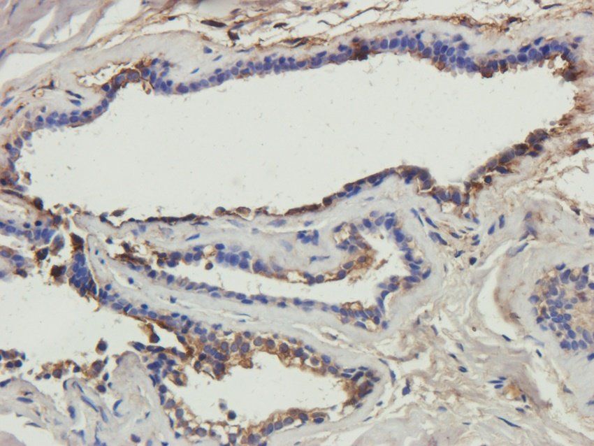 CTSS antibody