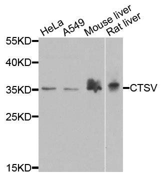 CTSV antibody