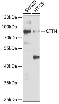 CTTN antibody
