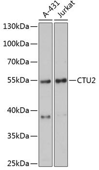 CTU2 antibody