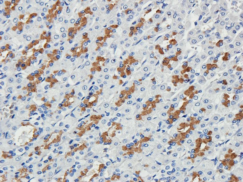Cubilin Rabbit Polyclonal Antibody