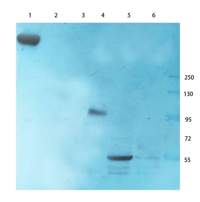 Cubilin antibody