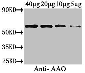 Cucurbita maxima L-ascorbate oxidase antibody