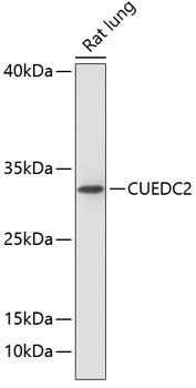 CUEDC2 antibody
