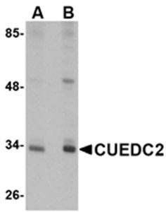 CUEDC2 Antibody