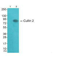 CUL2 antibody