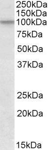 Goat anti-CUL2 Antibody