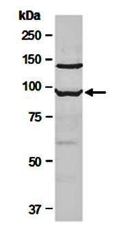 CUL2 (N) Antibody, Rabbit Polyclonal