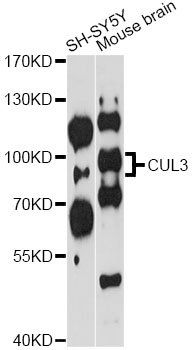 CUL3 antibody