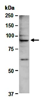 CUL3 antibody