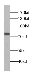 CUL4A-Specific antibody