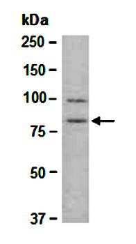 CUL4A (N1) Antibody, Rabbit Polyclonal