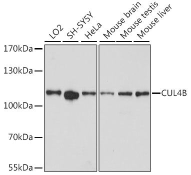CUL4B antibody