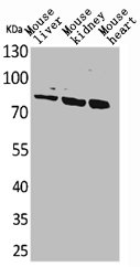 CUL4B Antibody