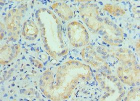 CUL5 Antibody
