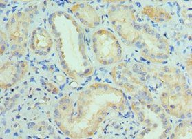 CUL5 antibody