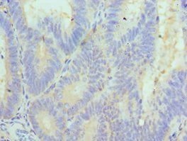 CUL5 Antibody