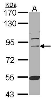 CUL-3 antibody